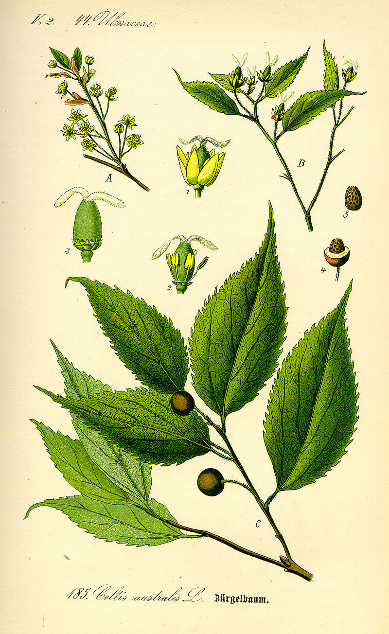 Klemberg Celtis australis0