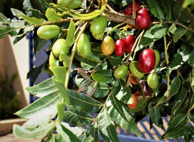 Klemberg Д®™†п бЂ®Ґ† Harpephyllum caffrum ripe edible fruit