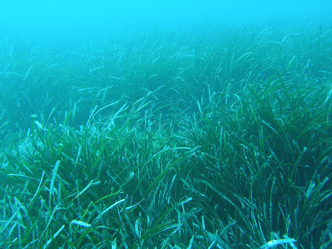 K Posidonia