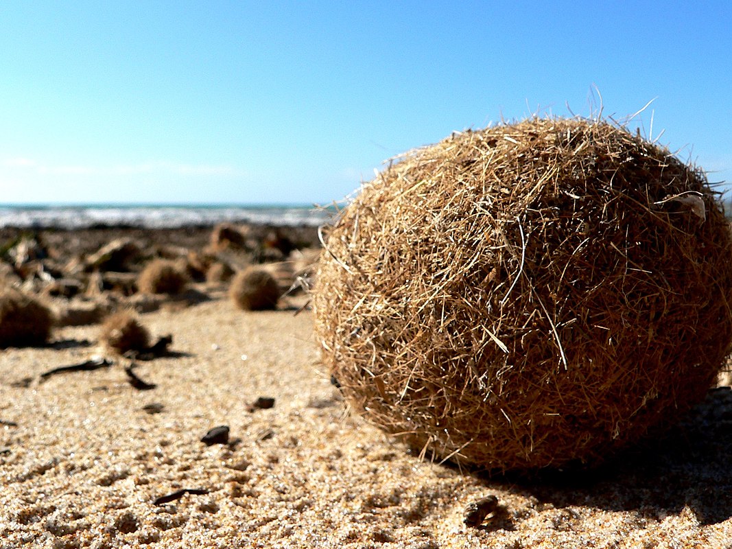 K Posidonia oceanica spheroid