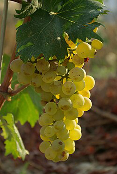 Klemnberg vino Rolle ou Vermentino