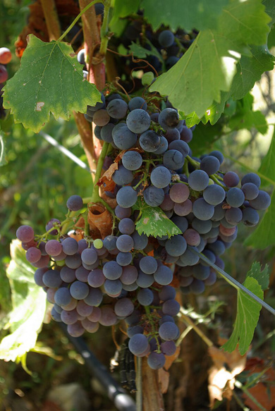Klemnberg vino Une grappe de Grenache