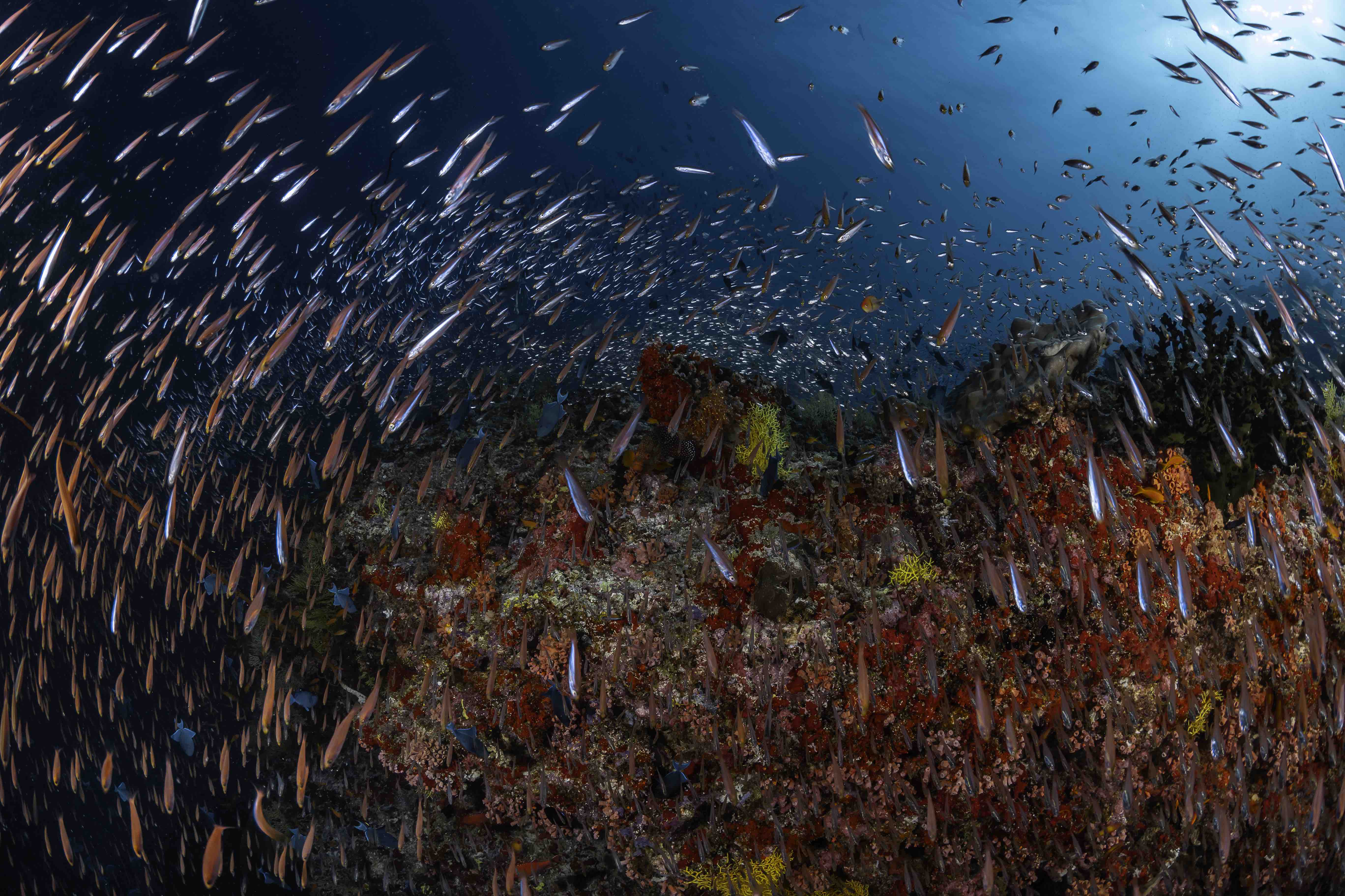 V Maldives Miriandhoo Resort   Diver's Paradise 01