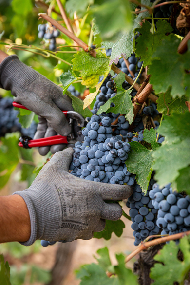 ChM Vendanges Margui 2020HD 049