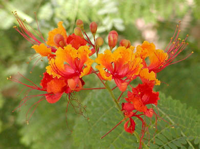 Klemberg Caesalpinia pulcherrima