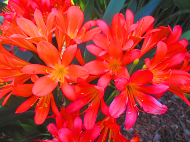 Klemberg Clivia1