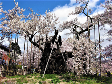 KS Hokuto Yamanashi Yamatakajindaizakura Дерево Дзиндай дзакура возрастом около 2000 лет