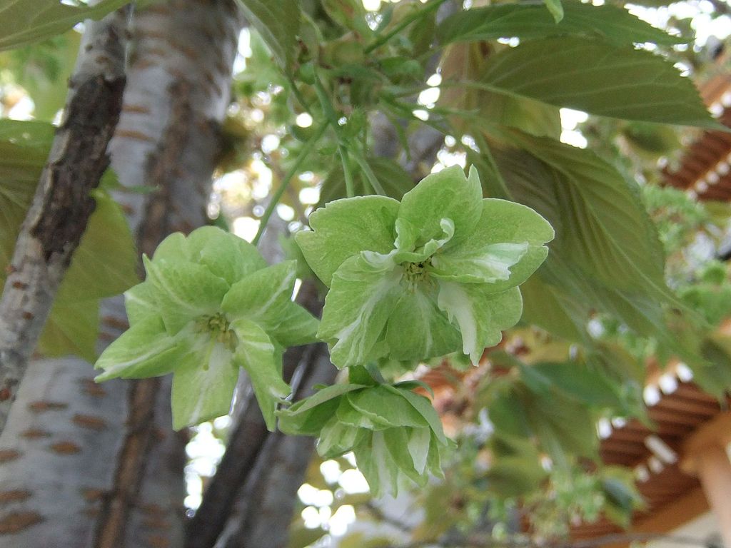 Klemberg Prunus serrulata 'Gioiko' Koidz (Gyoiko) с редкими зелеными цветками