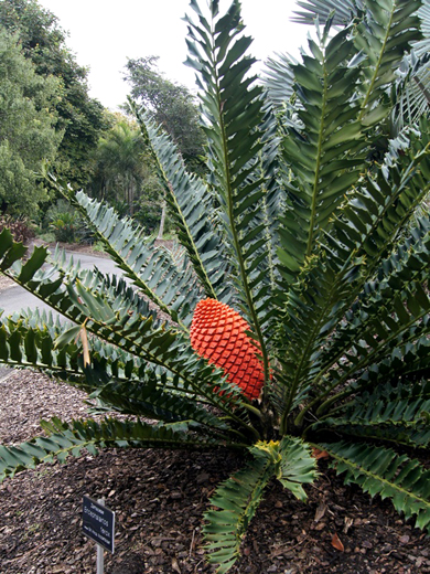 K Encephalartos ferox female