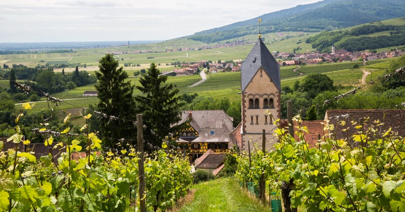 Gastro Куда то в начале статьи alsace vineyards