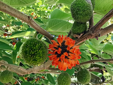 K Broussonetia papyrifera fruits