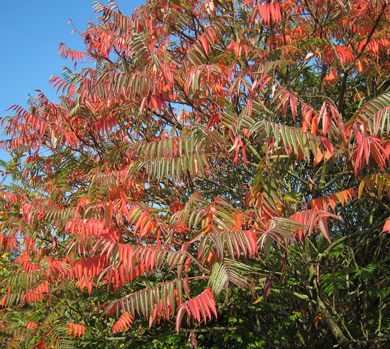 Klemberg Rhus hirta typhina Mortkaute 01